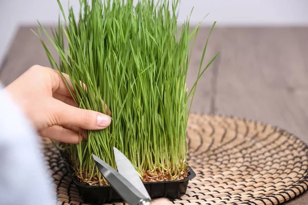 Vrouw snijden gekiemde tarwegras met een schaar aan tafel, close-up. Ruimte voor tekst — Stockfoto