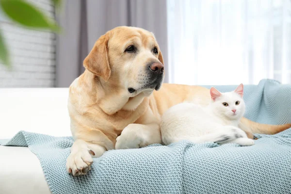 Красивая кошка смотрит в камеру и лежит рядом с собакой на диване в помещении. Друзья навсегда — стоковое фото