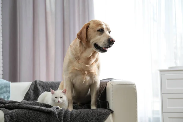 Adorable gato mirando a la cámara y perro juntos en el sofá en el interior, espacio para el texto. Amigos para siempre — Foto de Stock