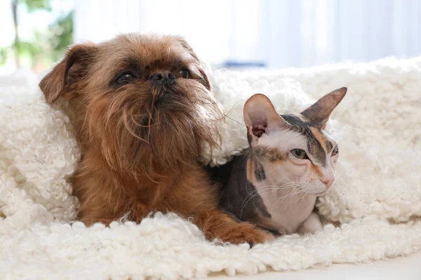 Adorable perro y gato juntos bajo la manta en el sofá en casa. Amigos para siempre — Foto de Stock