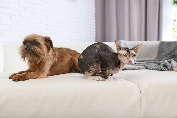 Cão e gato adoráveis juntos no sofá em casa. Amigos para sempre — Fotografia de Stock