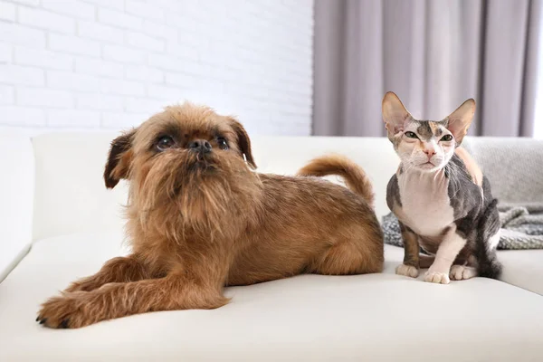 Adorable perro y gato juntos en el sofá en casa. Amigos para siempre — Foto de Stock