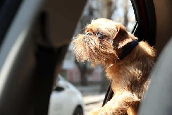 Adorable little dog looking out from car window. Exciting travel — 스톡 사진