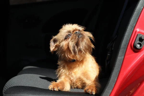 Adorable petit chien en voiture. Voyage passionnant — Photo