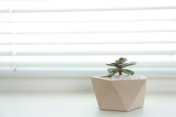 Window with blinds and potted plant on sill, space for text — Stock Photo, Image