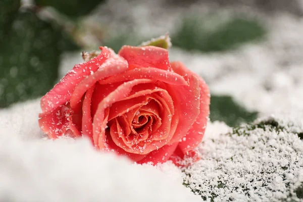 Bela rosa na neve, espaço para texto — Fotografia de Stock