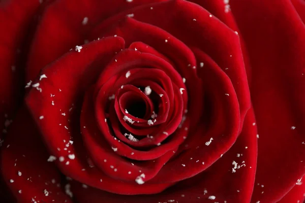 Όμορφο κόκκινο τριαντάφυλλο με χιόνι ως φόντο, κοντινό πλάνο — Φωτογραφία Αρχείου