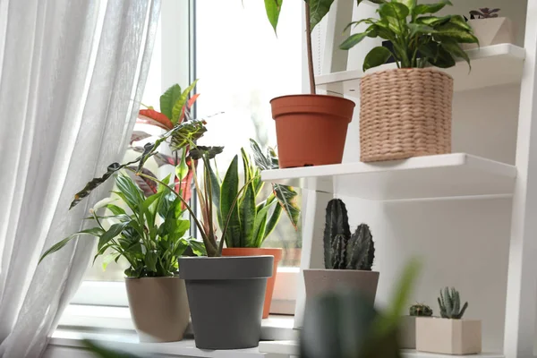 Diverse piante verdi in vaso vicino alla finestra a casa — Foto Stock