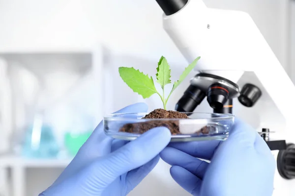 Cientista examinando planta verde com microscópio em laboratório, close-up — Fotografia de Stock