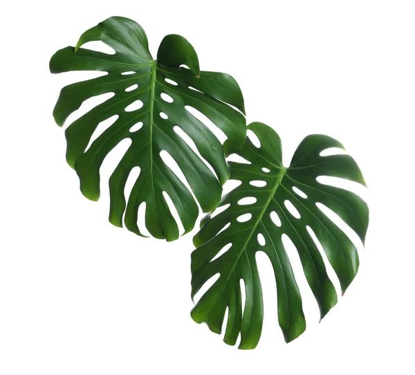 緑の新鮮なモンスターは、白い背景に葉。熱帯植物 — ストック写真