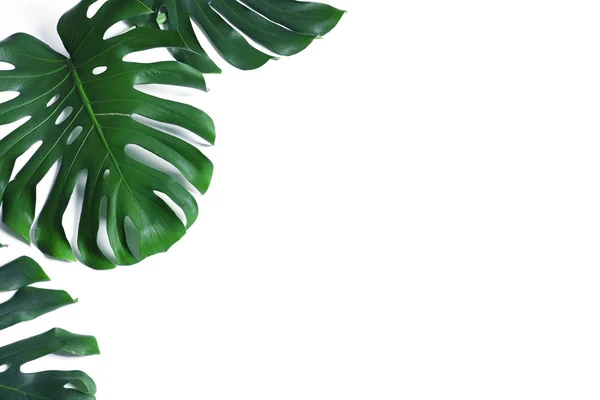 Зелене свіже листя монстрів на білому тлі, вид зверху. Тропічний завод — стокове фото