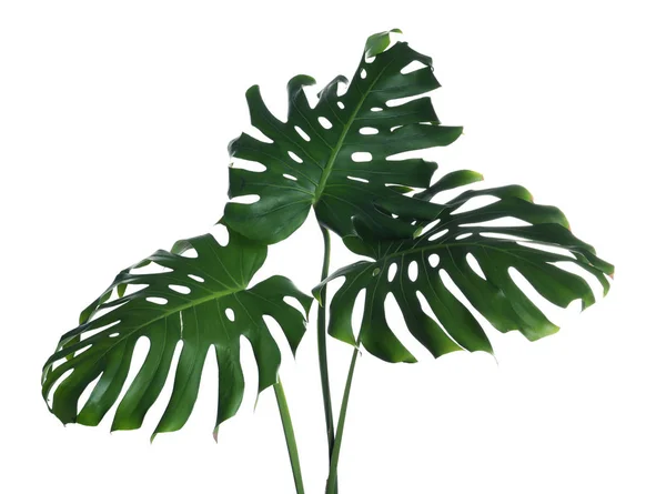 O monstera fresco verde deixa no fundo branco. Plantas tropicais — Fotografia de Stock