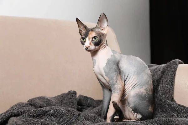 Cute sphynx cat and blanket on sofa indoors. Friendly pet — Stock Photo, Image