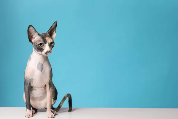 色の背景、テキストのためのスペースに対して床にかわいいsphynx猫。フレンドリーなペット — ストック写真