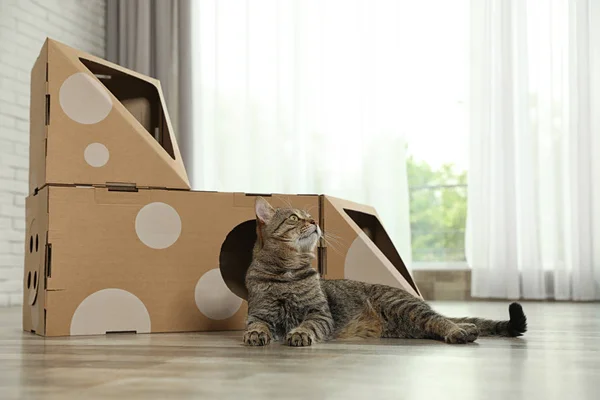 Odada karton ev yakın sevimli tekir kedi. Dost canlısı Evcil hayvan — Stok fotoğraf