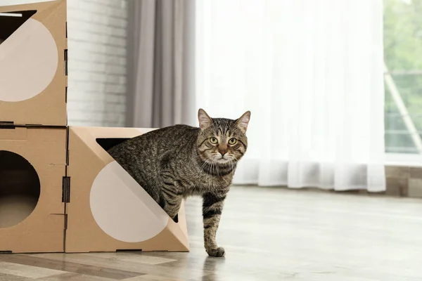 Ładny Tabby kot wychodzi z tektury dom w pokoju. Przyjazny zwierzak — Zdjęcie stockowe
