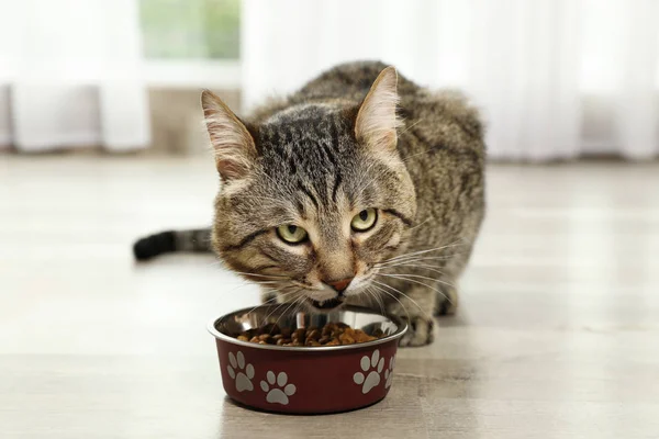 Симпатичная тэбби-кошка ест сухую пищу на полу в помещении. Дружелюбный питомец — стоковое фото