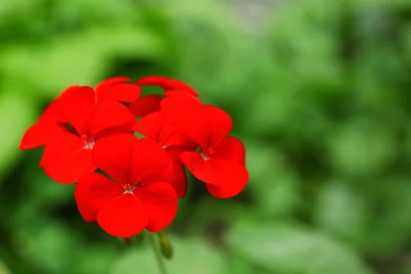 Lindas flores de gerânio vermelho no jardim da primavera. Espaço para texto — Fotografia de Stock
