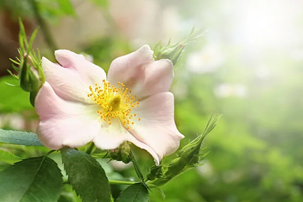 Mooie roze Brier bloem in lente tuin. Ruimte voor tekst — Stockfoto