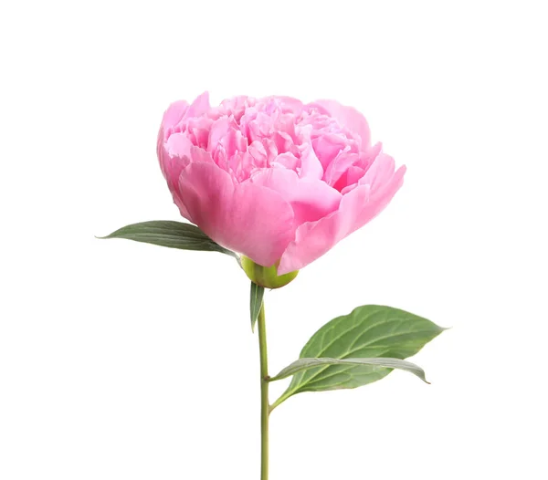 Hermosa flor de peonía fresca con hojas sobre fondo blanco — Foto de Stock