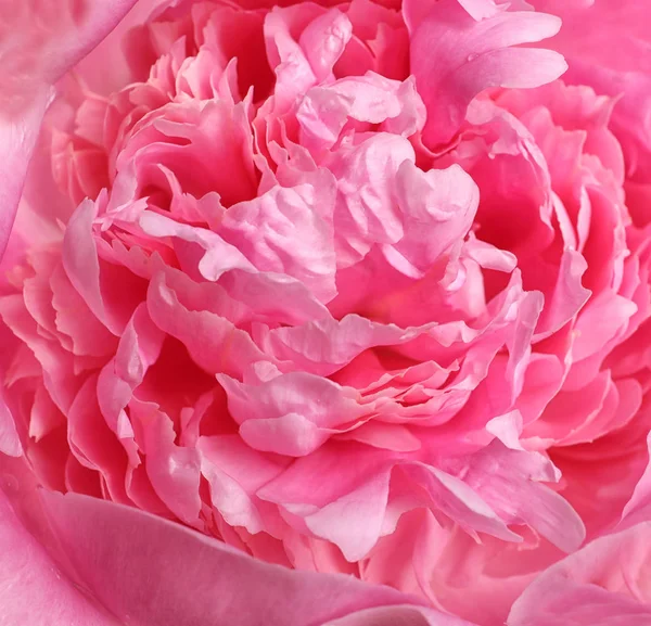 背景として美しい新鮮なピオニーの花、トップビュー — ストック写真