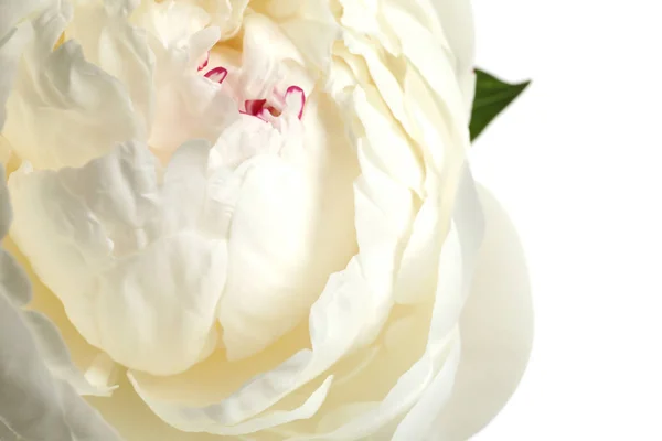 Beautiful fresh peony flower on white background, top view — Stock Photo, Image