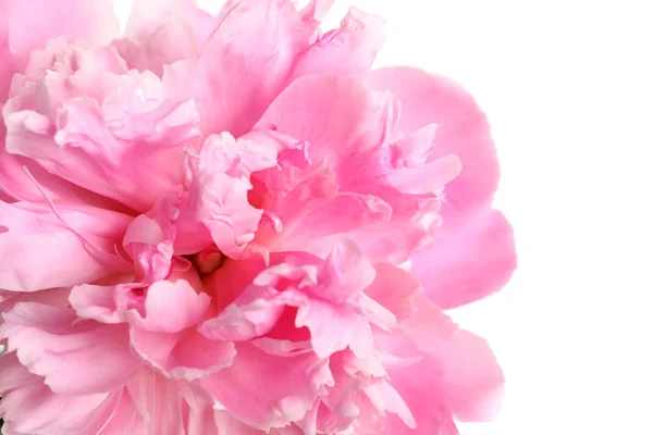 Hermosa flor de peonía fresca sobre fondo blanco, vista superior — Foto de Stock