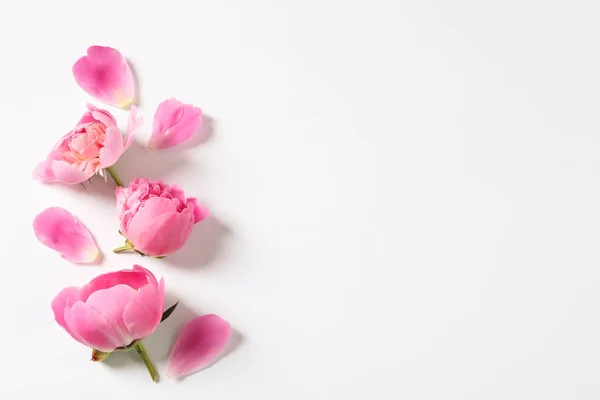 Beautiful peony flowers on white background, top view — Stock Photo, Image