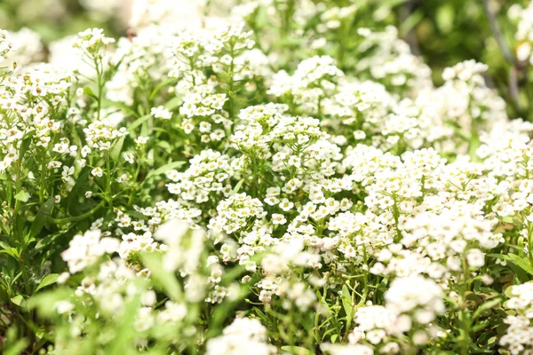 Bellissimi fiori primaverili in giardino nella giornata di sole — Foto Stock