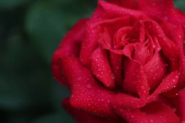 特写镜头查看美丽的玫瑰在模糊的背景下, 文本的空间 — 图库照片