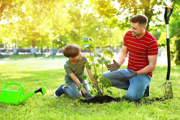 Apa és fia faültetés együtt parkban napsütéses napon. Szóköz a szöveghez — Stock Fotó