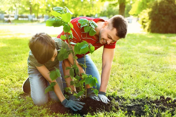 Papá e hijo plantando árboles juntos en el parque en un día soleado. Espacio para texto — Foto de Stock