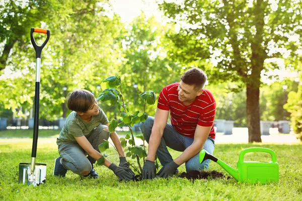 Papá e hijo plantando árboles juntos en el parque en un día soleado — Foto de Stock