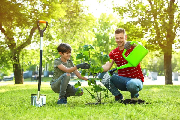 Papá e hijo plantando árboles juntos en el parque en un día soleado — Foto de Stock