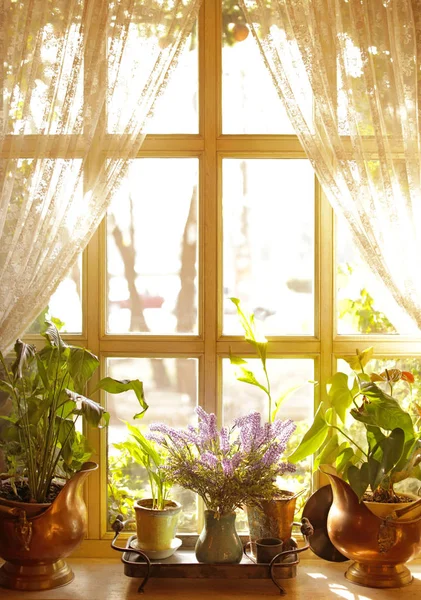 Beautiful view of sunlit houseplants on window sill — Stock Photo, Image