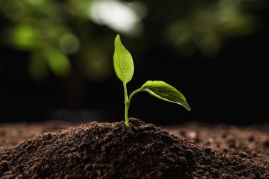 Bulanık arka planda verimli topraklarda genç bir bitki. Bahçe zamanı.