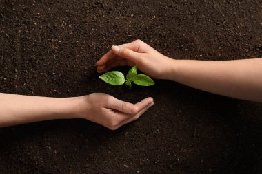 İnsanlar toprak üzerinde genç fide koruyan, üst görünüm