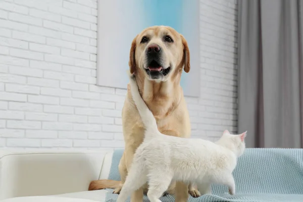 Αξιολάτρευτο σκυλί και γάτα μαζί στον καναπέ σε εσωτερικούς χώρους. Φίλοι για πάντα — Φωτογραφία Αρχείου