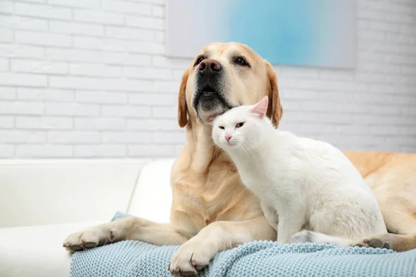 Bedårande hund och katt tillsammans på soffan inomhus. Vänner för evigt — Stockfoto