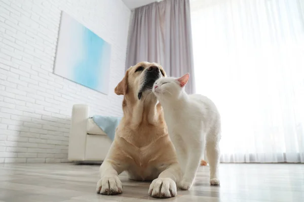 Rozkošný pes a kočka spolu na podlaze uvnitř. Přátelé navždy — Stock fotografie