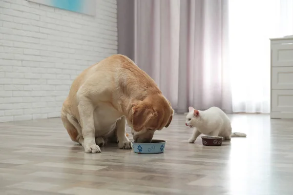 Adorable dog and cat eating together on floor indoors. Friends forever