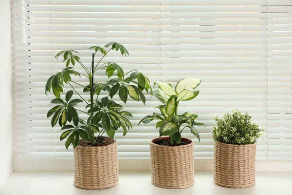 Different potted plants on sill near window blinds — Stock Photo, Image