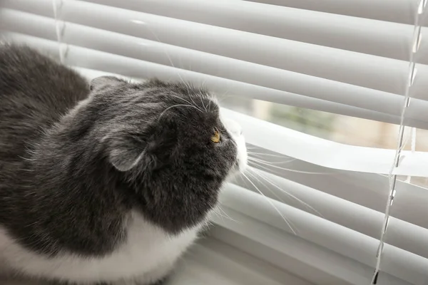 Niedliche flauschige Katze, die durch Jalousien schaut, Platz für Text — Stockfoto