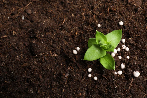 Verse planten en meststoffen op de grond, bovenaanzicht met ruimte voor tekst. Tuinieren tijd — Stockfoto