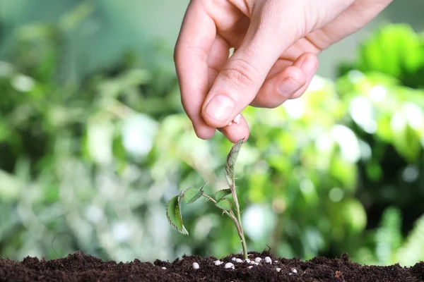 Woman fertilizing plant in soil against blurred background, closeup with space for text. Gardening time