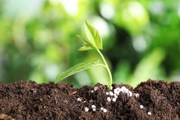Planta de crescimento fresco e fertilizante no solo contra fundo desfocado, espaço para texto. Tempo de jardinagem — Fotografia de Stock