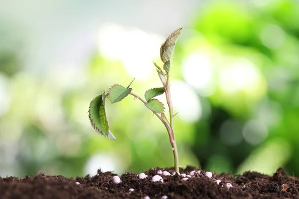 Cultivo de plantas e fertilizantes no solo contra o fundo turvo. Tempo de jardinagem — Fotografia de Stock