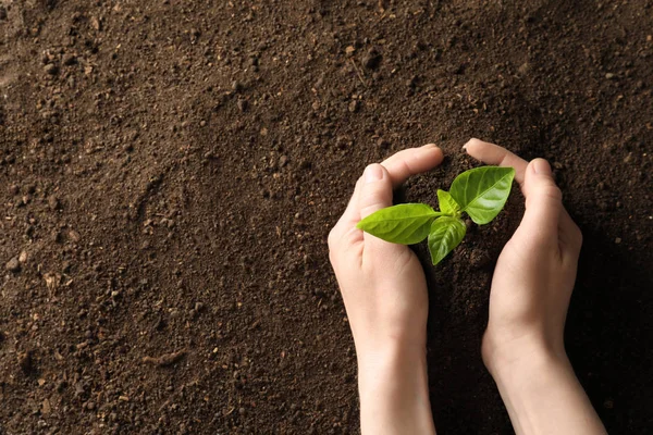 Mulher segurando planta jovem sobre o solo, vista superior com espaço para texto. Tempo de jardinagem — Fotografia de Stock