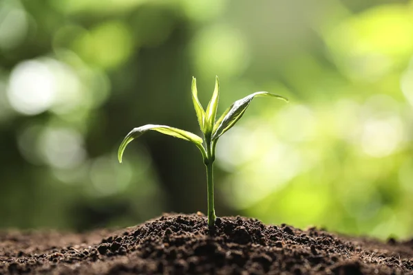 Planta joven en suelo fértil sobre fondo borroso, espacio para el texto. Tiempo de jardinería —  Fotos de Stock