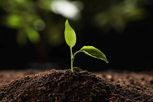 Planta joven en suelo fértil sobre fondo borroso. Tiempo de jardinería —  Fotos de Stock